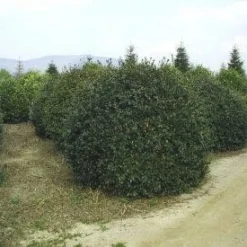 Camelia (Camellia Sasanqua) -Exporteren Tuin Zorgzaam Winkel 057camelliasasanquabol 45 9