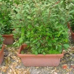 Olijfwilg Meeneemhaag (Elaeagnus Ebbingei) -Exporteren Tuin Zorgzaam Winkel 125eleagnusebbingeimeeneemhaag 1 1