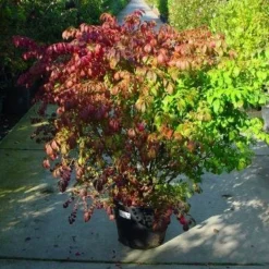Kardinaalshoed (Euonymus Alatus) -Exporteren Tuin Zorgzaam Winkel 126euonymusalatussolt 55 11