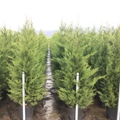Haagconifeer (Cupressocyparis Leylandii 'Vito') -Exporteren Tuin Zorgzaam Winkel 15 1