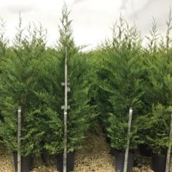 Nieuwe uitgaven -Exporteren Tuin Zorgzaam Winkel 16