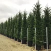 Haagconifeer (Cupressocyparis Leylandii 'Vito') -Exporteren Tuin Zorgzaam Winkel 17 2