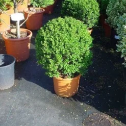 Japanse Hulst In Bolvorm (Ilex Crenata 'Convexa') -Exporteren Tuin Zorgzaam Winkel 181ilexcrenataconvexabol 3 3