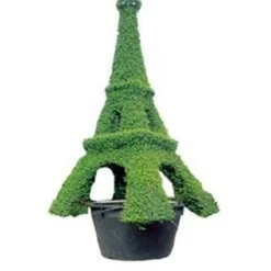Eiffel Tower ( Ligustrum Delavayanum)