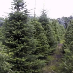 Koreaanse Zilverspar (Abies Koreana) -Exporteren Tuin Zorgzaam Winkel 20070701225427 6