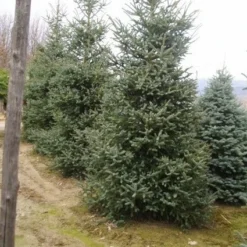 Spaanse Den (Abies Pinsapo 'Glauca') -Exporteren Tuin Zorgzaam Winkel 20070701230024 6