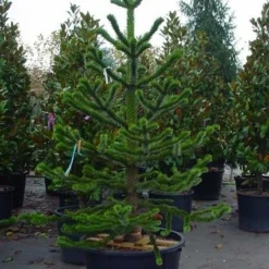 Apeboom (Araucaria Araucana) -Exporteren Tuin Zorgzaam Winkel 20070704140843 17