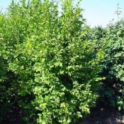 Camelia (Camellia Sasanqua) -Exporteren Tuin Zorgzaam Winkel 20070711001711 18 9 9