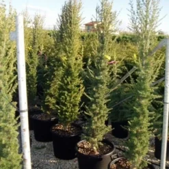 Zuilvormige Ceder (Cedrus Libani 'Fastigiata') -Exporteren Tuin Zorgzaam Winkel 20070814180447 10 1