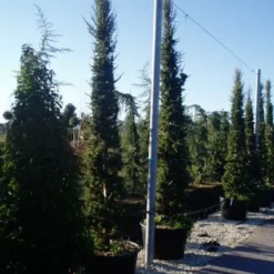 Zuilvormige Ceder (Cedrus Libani 'Fastigiata') -Exporteren Tuin Zorgzaam Winkel 20070814180521 11 1