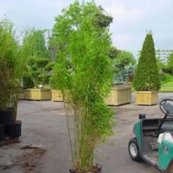 Niet Woekerende Bamboe (Fargesia 'Great Wall') -Exporteren Tuin Zorgzaam Winkel 20070905151255 7