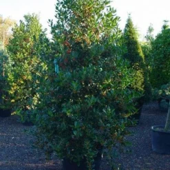 Hulst (Ilex Aquifolium J.C. Van Tol) -Exporteren Tuin Zorgzaam Winkel 20070923222216 11 1