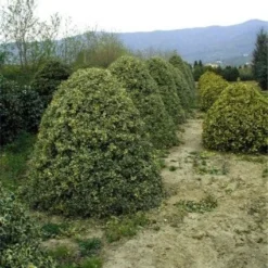 Hulst (Ilex Aquifolium 'Argentea Marginata') -Exporteren Tuin Zorgzaam Winkel 20070923222917 9