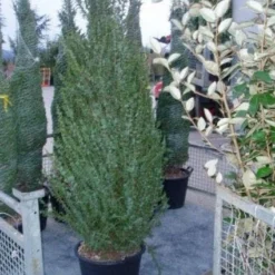 Jeneverbes (Juniperus Communis 'Hibernica') -Exporteren Tuin Zorgzaam Winkel 20070925230406 7