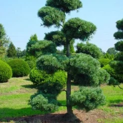 Blauwe Japanse Den (Pinus Parviflora 'Glauca') -Exporteren Tuin Zorgzaam Winkel 20071031121537 13
