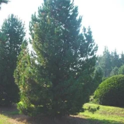 Alpenden (Pinus Cembra)
