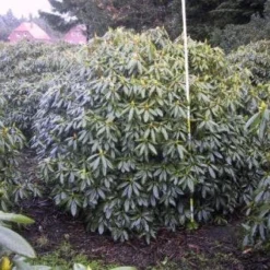 Rhododendron (Rhododendron Catawbiense 'Boursault') -Exporteren Tuin Zorgzaam Winkel 20071119223754 16