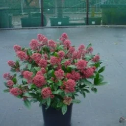 Skimmia (Skimmia Japonica 'Rubella') -Exporteren Tuin Zorgzaam Winkel 20071120225150 8