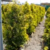 Thuja (Thuja Occidentalis 'Sunkist') -Exporteren Tuin Zorgzaam Winkel 20071126132727 5