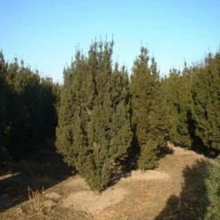 Taxus (Taxus Media 'Hicksii') -Exporteren Tuin Zorgzaam Winkel 20071130100003 12 1