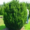 Taxus (Taxus Media 'Hicksii') -Exporteren Tuin Zorgzaam Winkel 20071130100035 12 1