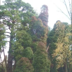 Sikkelden (Cryptomeria Japonica 'Elegans') -Exporteren Tuin Zorgzaam Winkel 20080611115709 6 1