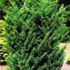 Jeneverbes (Juniperus Chinensis 'Blaauw') -Exporteren Tuin Zorgzaam Winkel 20080611115840 2