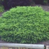 Spar (Picea Abies 'Nidiformis') -Exporteren Tuin Zorgzaam Winkel 20080730111038 1