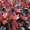 Zuurbes (Berberis Thunbergii 'Atropurpurea') 1 Zuurbes (Berberis Thunbergii 'Atropurpurea') -Exporteren Tuin Zorgzaam Winkel 20081022102742 4