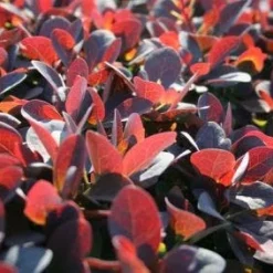 Zuurbes (Berberis Thunbergii 'Atropurpurea')
