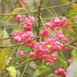 Wilde Kardinaalsmuts, Bosplantsoen (Euonymus Europaeus) -Exporteren Tuin Zorgzaam Winkel 20081105100947 5