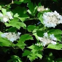 Gelderse Roos (Viburnum Opulus) -Exporteren Tuin Zorgzaam Winkel 20081105115332 3