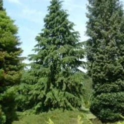 Westelijke Hemlockspar (Tsuga Heterophylla) -Exporteren Tuin Zorgzaam Winkel 20081113145518 5