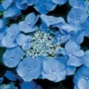 Hortensia (Hydrangea Macrophylla 'Teller Blue') -Exporteren Tuin Zorgzaam Winkel 20081208131210 2