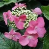 Hortensia (Hydrangea Macrophylla 'Teller Red') -Exporteren Tuin Zorgzaam Winkel 20081208131338 2