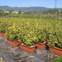 Kardinaalshoed Als Meeneemhaag (Euonymus Japonicus 'Aureus) -Exporteren Tuin Zorgzaam Winkel 20090322111357 2 2