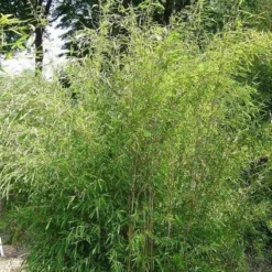 Niet Woekerende Bamboe (Fargesia 'Great Wall') -Exporteren Tuin Zorgzaam Winkel 20100106102329 4