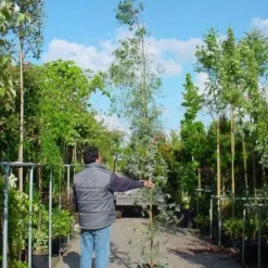 Winterharde Gomboom (Eucalyptus Gunnii) -Exporteren Tuin Zorgzaam Winkel 20100217171043 5