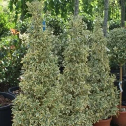 Kardinaalshoed Als Pyramide (Euonymus Japonicus 'Bravo') -Exporteren Tuin Zorgzaam Winkel 20100712164204 3 1