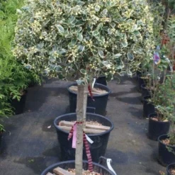 Hulst Op Stam (Ilex 'Argentea Marginata') -Exporteren Tuin Zorgzaam Winkel 20100712171848 1