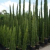 Italiaanse Cipres (Cupressus Sempervirens 'Totem') -Exporteren Tuin Zorgzaam Winkel 20100712173208 10