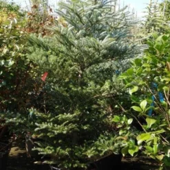Koreaanse Zilverspar (Abies Koreana) -Exporteren Tuin Zorgzaam Winkel 20101207141134 7 1