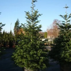 Nordmann-spar (Abies Nordmanniana) -Exporteren Tuin Zorgzaam Winkel 20101207141610 21