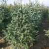 Spaanse Den (Abies Pinsapo 'Glauca') -Exporteren Tuin Zorgzaam Winkel 20101207142314 6