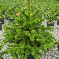 Apeboom (Araucaria Araucana) -Exporteren Tuin Zorgzaam Winkel 20101209111447 17 1
