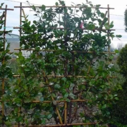 Camelia Als Leivorm (Camellia Japonica) -Exporteren Tuin Zorgzaam Winkel 20101209154447 2