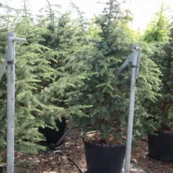 Libanonceder (Cedrus Libani) -Exporteren Tuin Zorgzaam Winkel 20101210104411 17