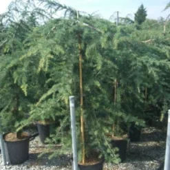 Treurceder (Cedrus Deodara 'Pendula') -Exporteren Tuin Zorgzaam Winkel 20101212154242 13