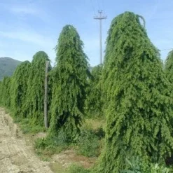Treurceder (Cedrus Deodara 'Pendula') -Exporteren Tuin Zorgzaam Winkel 20101212154305 13