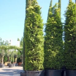 Gele Haagconifeer (Chamaecyparis Lawsoniana 'Ivonne') -Exporteren Tuin Zorgzaam Winkel 20101212171752 10 2